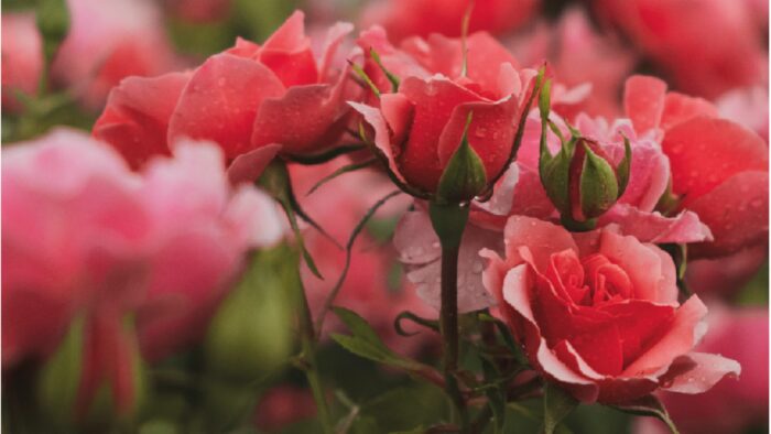 69 Concurso Internacional Rosas Nuevas Villa de Madrid