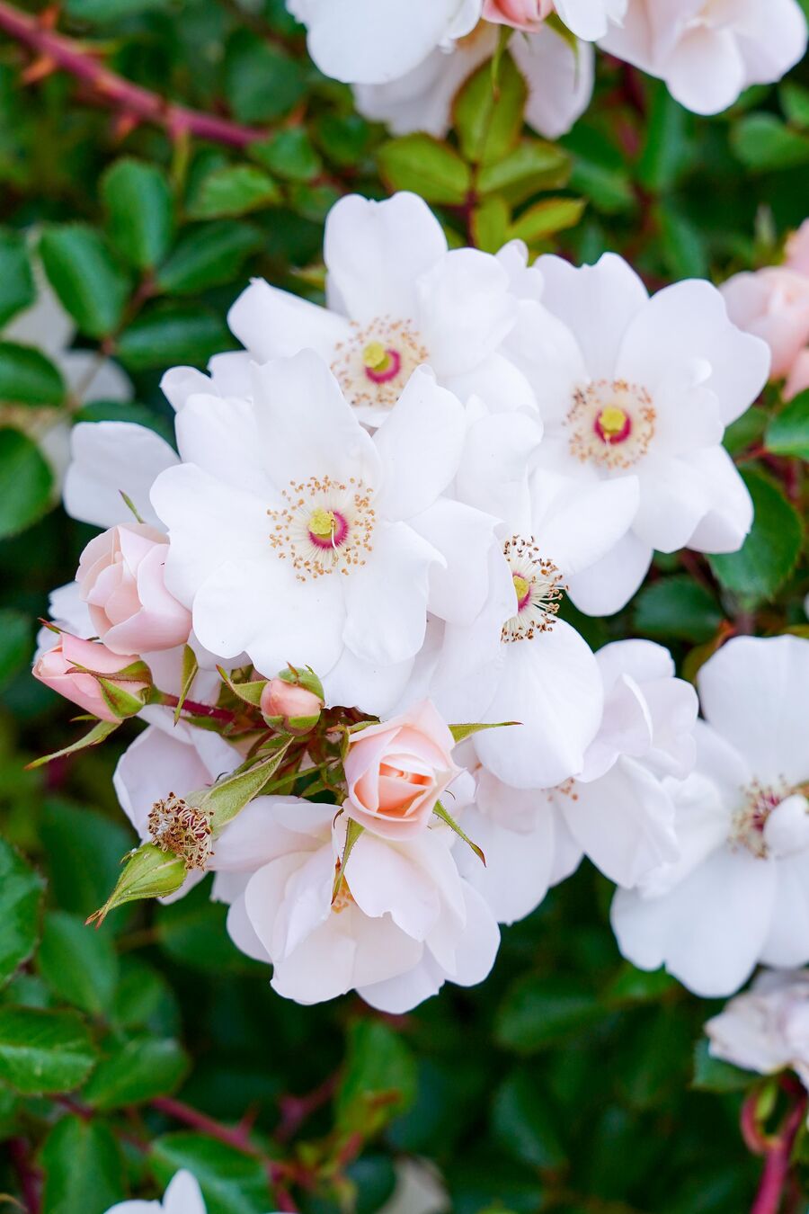 Rosas rosas con cielo azul de fondo