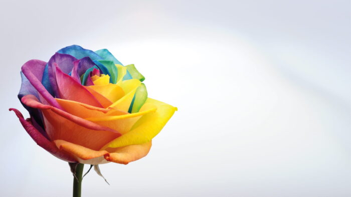 65 Concurso Internacional Rosas Nuevas Villa de Madrid