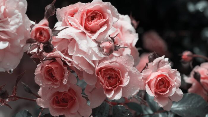 66 Concurso Internacional Rosas Nuevas Villa de Madrid