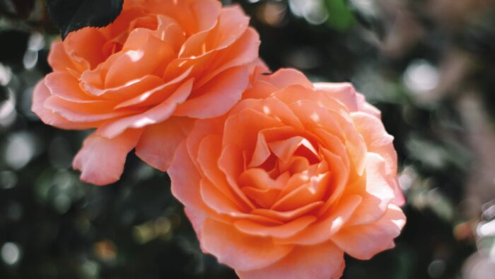 67 Concurso Internacional Rosas Nuevas Villa de Madrid