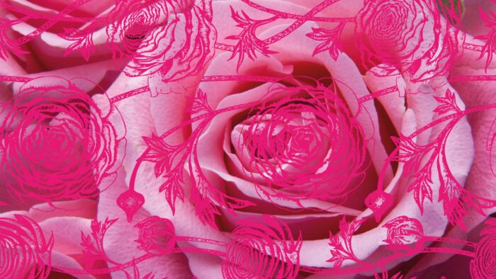 68 Concurso Internacional Rosas Nuevas Villa de Madrid